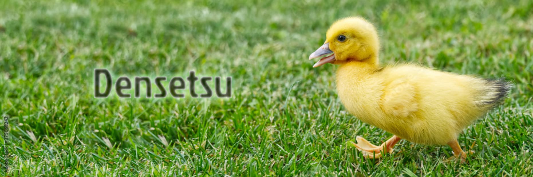 User profile banner