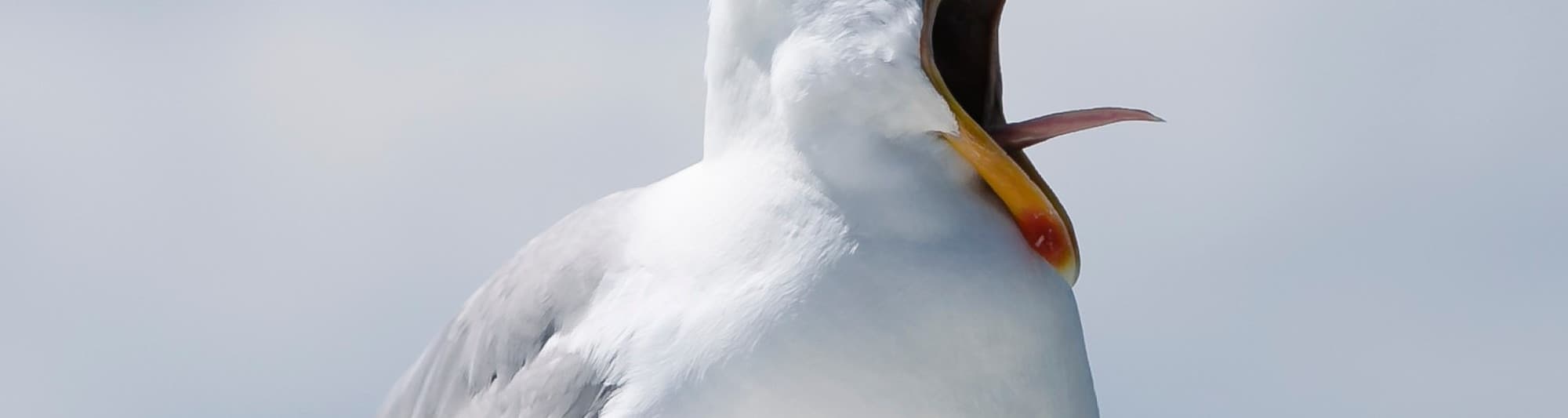 User profile banner